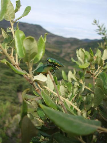 Perotis unicolor