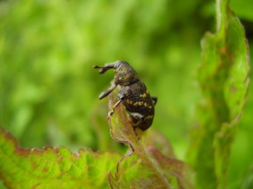 Hylobius abietis