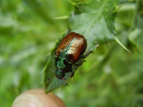 Phyllopertha horticola