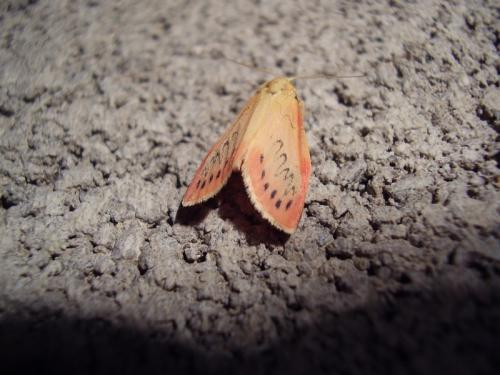 Réf. 19 970 : Miltochrista miniata