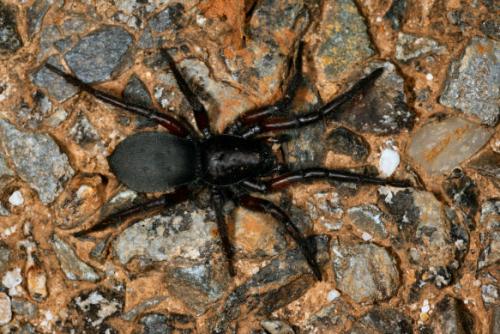 Réf. 19 320 : Gnaphosa lucifuga