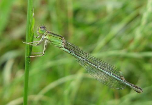 Ischnura pumilio