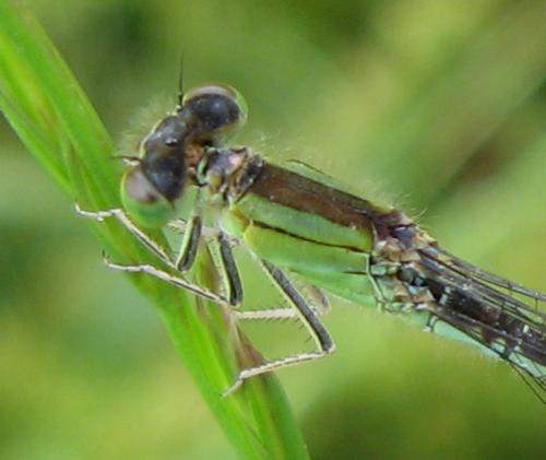 Ischnura pumilio