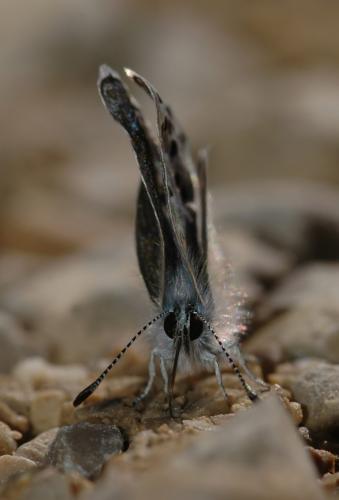 Pseudophilotes baton