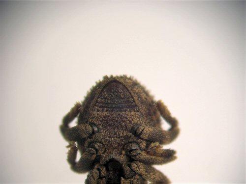 Echinodera peragalloi