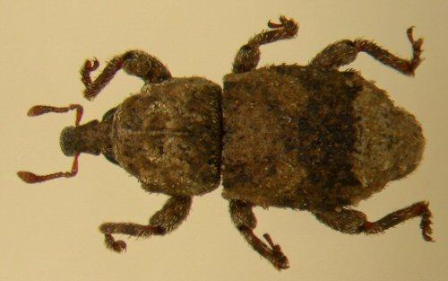 Réf. 19 287 : Dichromacalles impressicollis