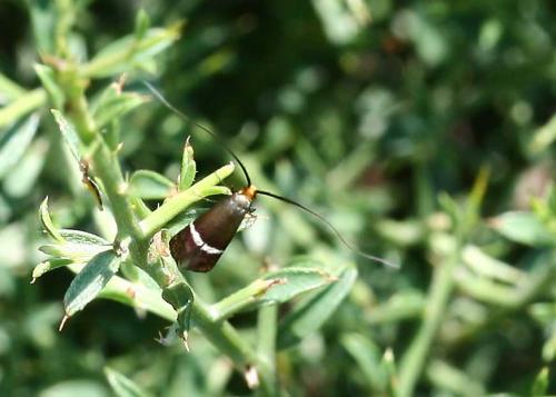 Adela australis
