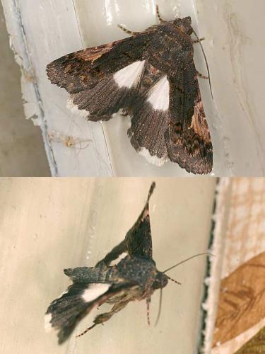 Aedia funesta
