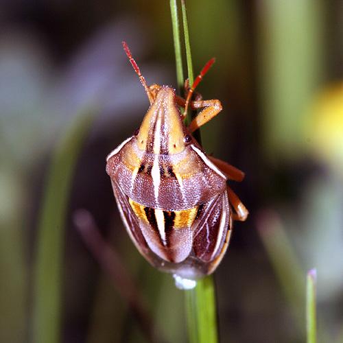 Réf. 19 087 : Aelia rostrata cognata