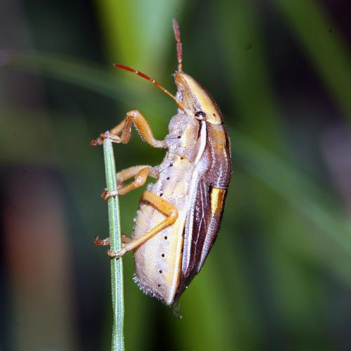 Réf. 19 088 : Aelia rostrata cognata
