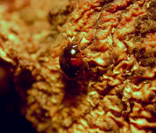Anisotoma humeralis