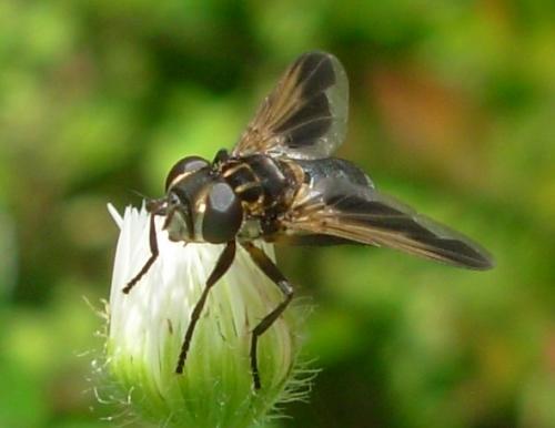 Trichopoda pictipennis