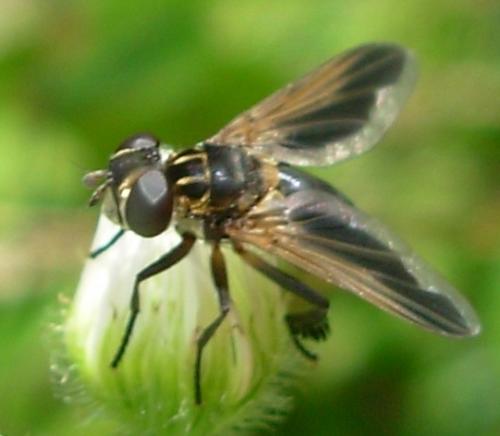 Trichopoda pictipennis