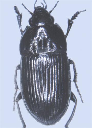 Amara lunicollis