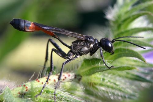 Ammophila sabulosa