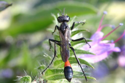 Ammophila sabulosa