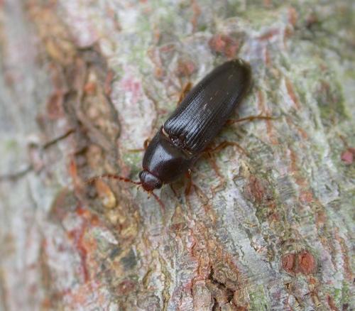 Brachygonus megerlei