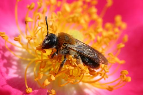 Andrena haemorrhoa