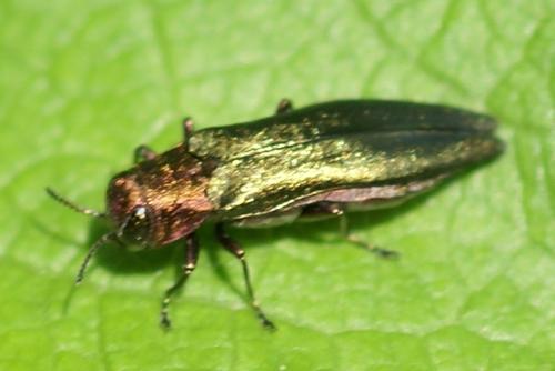 Agrilus sp.