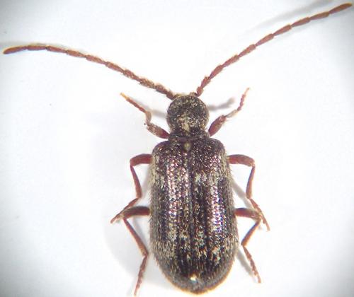 Ptinus lichenum