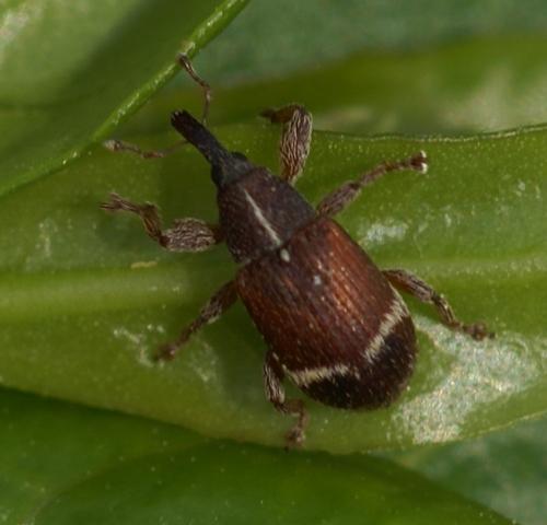 Bradybatus fallax