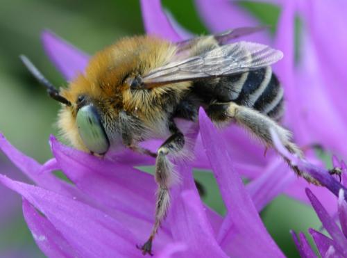 Réf. 19 995 : Anthophora bimaculata