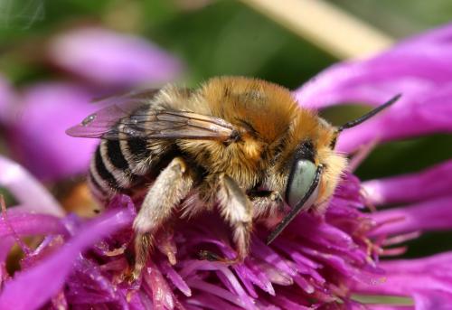 Réf. 19 982 : Anthophora bimaculata