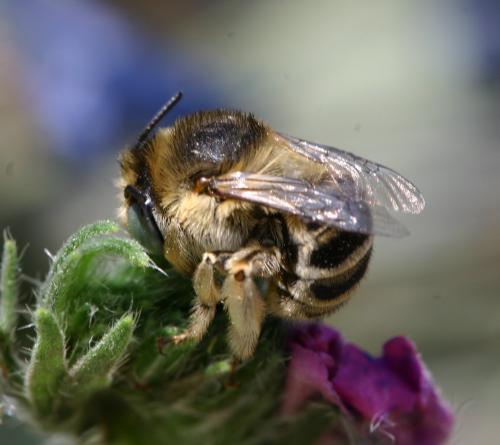 Réf. 19 999 : Anthophora bimaculata