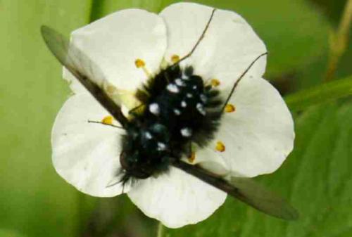 Réf. 19 604 : Bombylella atra