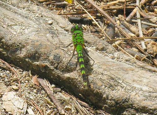 Erythemis vesiculosa