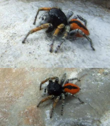 Réf. 19 623 : Philaeus chrysops