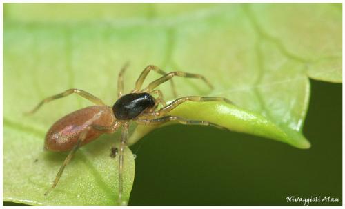 Harpactea hombergi