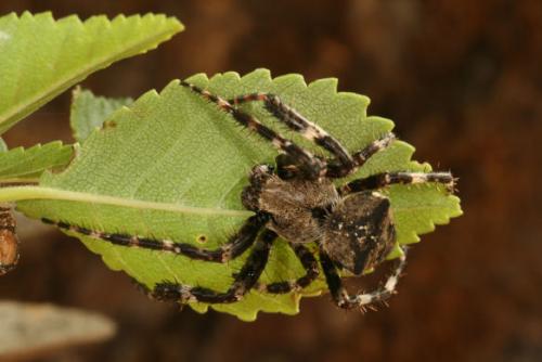 Araneus angulatus