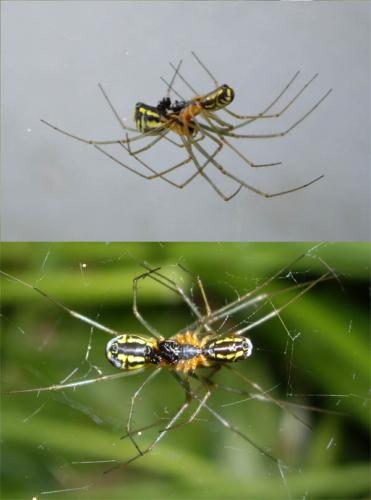 Neriene radiata