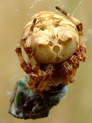 Araneus grossus