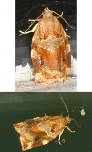 Réf. 19 874 : Archips xylosteana