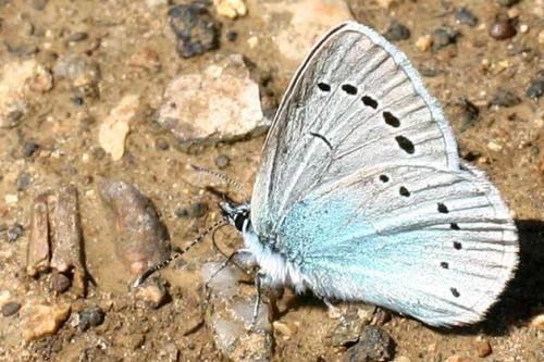 Glaucopsyche alexis