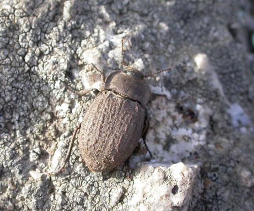 Asida sp.