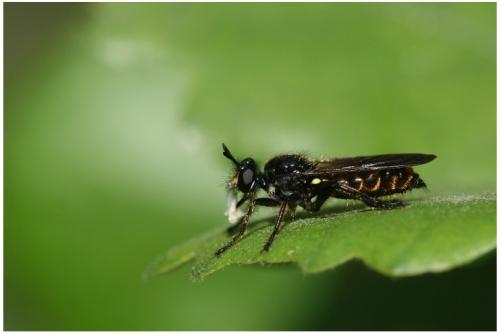 Choerades sp.