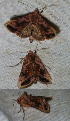 Réf. 19 673 : Autographa sp.