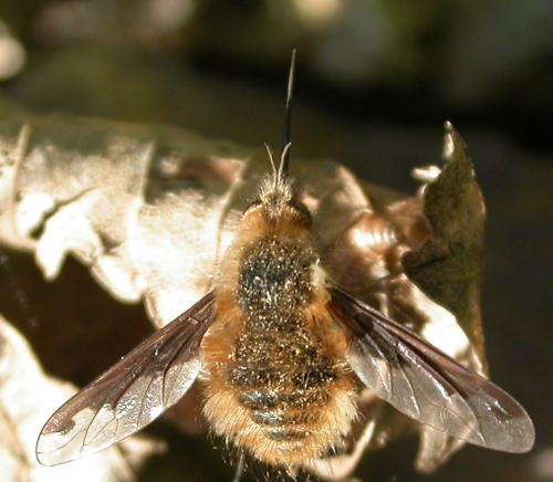 Bombylius major
