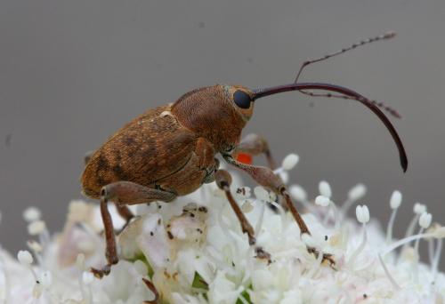 Curculio glandium