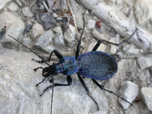 Réf. 19 095 : Carabus intricatus
