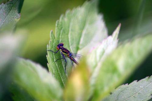 Réf. 19 048 : Erythromma sp.