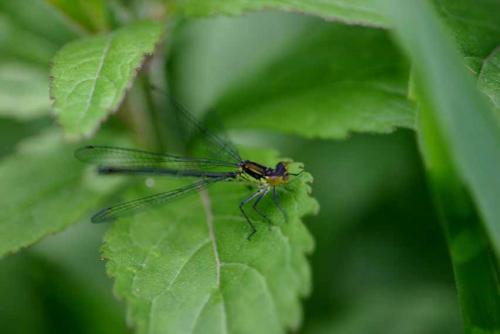 Réf. 19 049 : Erythromma sp.