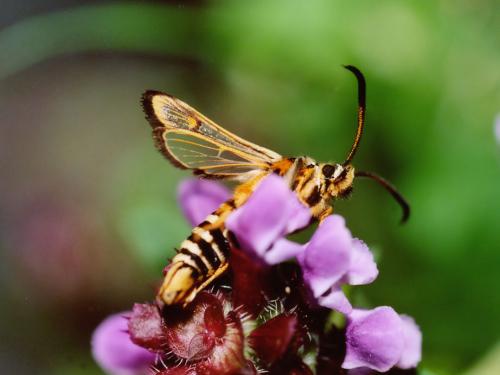 Bembecia scopigera