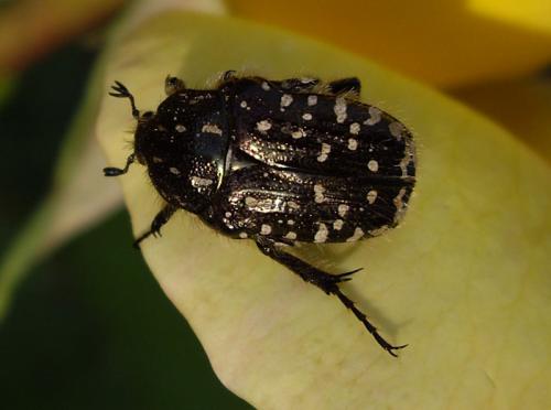 Oxythyrea funesta