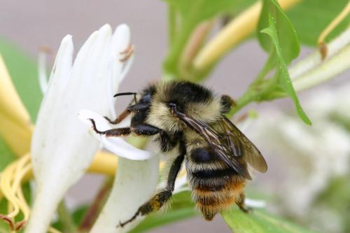 Réf. 19 294 : Bombus sylvarum