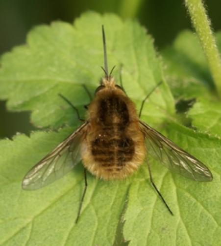 Réf. 19 543 : Bombylius sp.