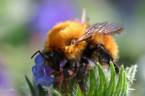 Bombus pascuorum